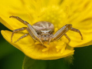 P5080085 common crab spider, Xysticus cristatus, on buttercup flower, cECP 2024