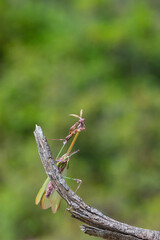 Close up of pair of Beautiful European mantis ( Mantis religiosa )