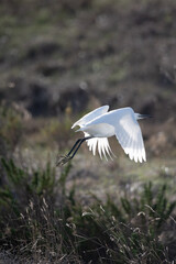 oiseau, oiseau blanc ,grand bec, oiseau grande pâte, nature, 