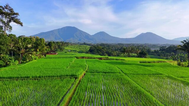 rice field in the mountains