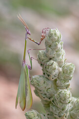 Close up of pair of Beautiful European mantis ( Mantis religiosa )