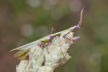 Close up of pair of Beautiful European mantis ( Mantis religiosa )