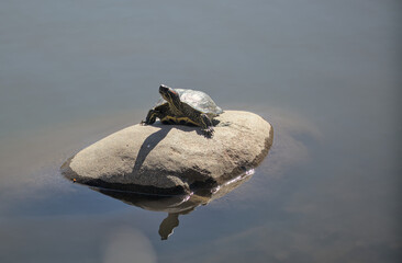 red ear slider turtle on a rock in a pond (prospect park brooklyn wildlife) urban animal reptile...