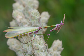Close up of pair of Beautiful European mantis ( Mantis religiosa )