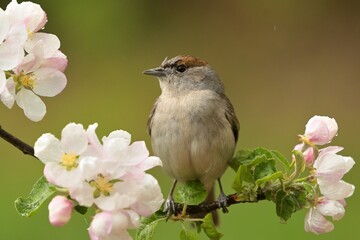 Eurasian blackcap Sylvia atricapilla bird songbird wildlife nature predator cock o the north, beautiful animal mountain finch, animal, bird watching ornithology, flower bud fauna wildlife Europe