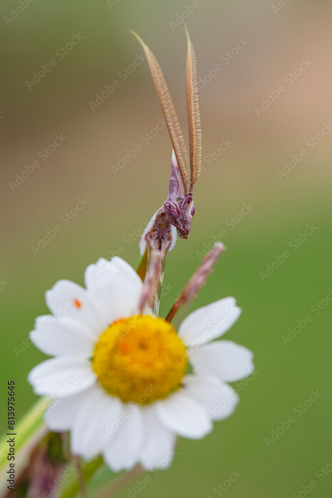 Wall mural close up of pair of beautiful european mantis ( mantis religiosa )