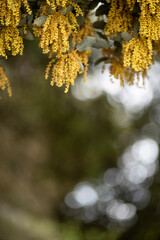 vertical photograph of holm oak flower with out-of-focus background and copyspace for frames, invitations or background graphic resources