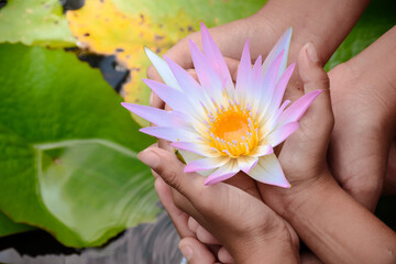 Many hands group holding pink mixed white lotus flower on lotus leaf and pond top-view background.