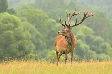 Cervus elaphus red deer wildlife antlers fawn western red deer male European graze in meadow nice eyes fur forest in mountains, nice darling, widespread species hunting animal care, hunted Europe