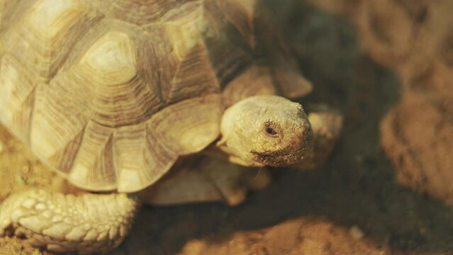 Close up head of beautiful Giant turtle which is walking and finding place to lay the eggs on the sand for reproduction shows concept of animal preservation in zoo to protect it from danger.