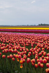 Fototapeta premium Spring beautiful tulips field. Field of colorful tulips in Belarus, Brest region.