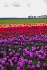 Spring beautiful tulips field. Field of colorful tulips in Belarus, Brest region.