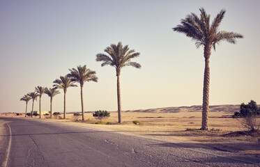 Desert asphalt road with palm trees, travel concept, color toning applied, Egypt.