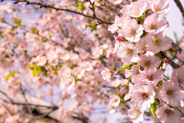 Japanese garden with the cherry trees adorned in pink blossoms at Tokyo city.