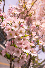 Beautiful pink cherry trees blooming extravagantly nature scene. Japanese Sakura