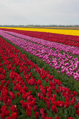 Spring beautiful tulips field. Field of colorful tulips in Belarus, Brest region.