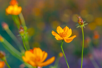Obraz na płótnie Canvas Yellow cosmos flower nature spring background