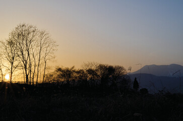 Silhouette tree in Japan with sun