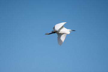 oiseau, oiseau blanc ,grand bec, oiseau grande pâte, nature, 