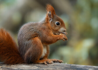 Naklejka na ściany i meble Red squirrel eating a nut
