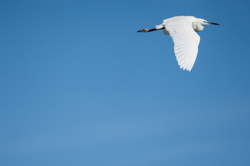 oiseau, oiseau blanc ,grand bec, oiseau grande pâte, nature, 