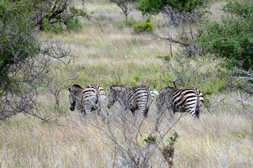 Safari in Kruger National Park, South Africa. Three african zebras walks among green trees and bushes in savannah. Animals wildlife background, wild nature. Burchells Zebra, Equus burchelli 