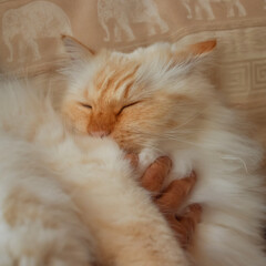 Hand cuddling a fluffy white cat