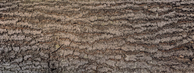 Close-up of a tree trunk texture with deep cracks and weathered bark, perfect for natural and rustic design elements