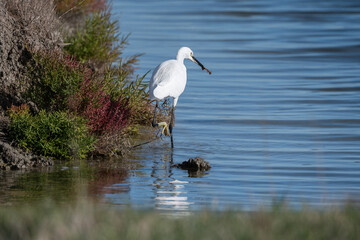 oiseau, oiseau blanc ,grand bec, oiseau grande pâte, nature, 