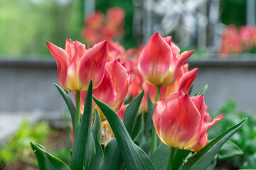 Red flower tulips blossoming in park. Bulbous ornamental tulipa plants of liliaceae family grow on...
