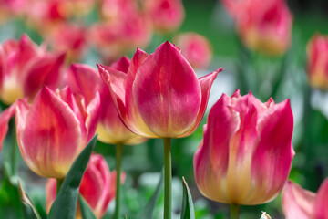 Red flower tulips blossoming in park. Bulbous ornamental tulipa plants of liliaceae family grow on flowerbed. Floral red petals bloom on foliage background. Flower carpet from buds. Horticulture.
