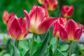 Red flower tulips blossoming in park. Bulbous ornamental tulipa plants of liliaceae family grow on flowerbed. Floral red petals bloom on foliage background. Flower carpet from buds. Horticulture.