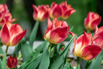 Red flower tulips blossoming in park. Bulbous ornamental tulipa plants of liliaceae family grow on...