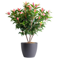 A beautiful 3D rendered image of a potted plant with green leaves and red flowers. The plant is in a gray pot and is isolated on a transparent background.