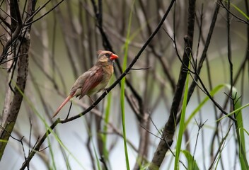 Female northern cardinal profile picture
