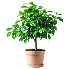 A small lemon tree in a pot isolated on transparent background