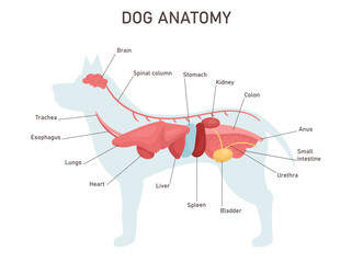 Dog anatomy. Educational veterinary and zoology study with inner system titles and location. Colon, stomach, liver, heart. Vector illustration