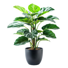 Potted indoor plant with large green leaves