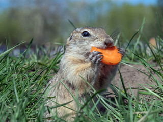 Prairie dog is eating a piece of carrot