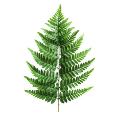 The image shows a frond of a fern. The frond is green and has a delicate, feathery texture. The frond is attached to a brown stem.