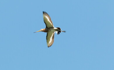 seagull in flight