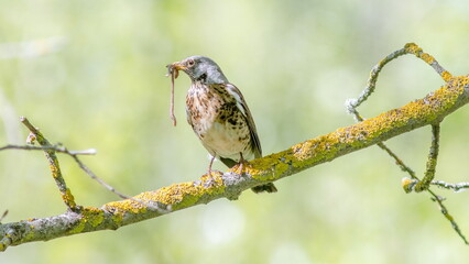 bird on a branch