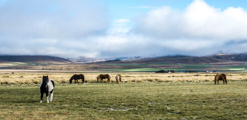 Konie na pastwisku © Aleksandra