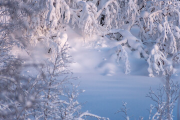 Snow covered northern forest