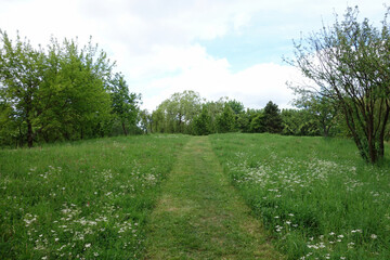Mowed grass in the middle field in a park full of greenery. Path leading to the top of the...