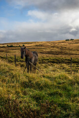 Koń na pastwisku © Aleksandra