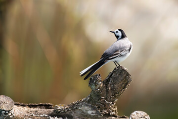 The wagtail is a cute and trusting small bird.
