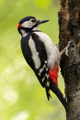 Great spotted woodpecker in the forest