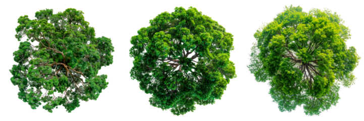 A set of trees with green leaves isolated on a white or transparent background. Close-up of trees from a bird's eye view, seen from above. Graphic design element on the theme of nature and trees.