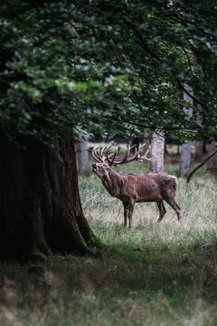 Roaring Deer in the Forest